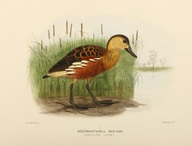 Dendrocygna Gouldi (Whistling Duck) BIRDS