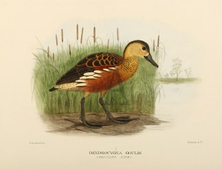 Dendrocygna Gouldi (Whistling Duck) Australian