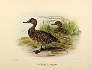 Stictonetta Branda. (Eastern Freckled Du… Australian