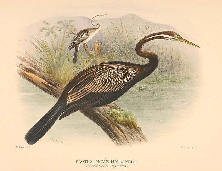 DARTER - Antique Print from 1915