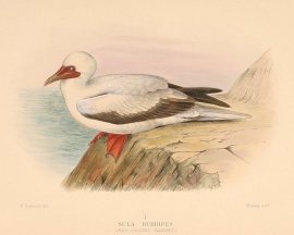 RED FOOTED BOOBY Australian - Mathews