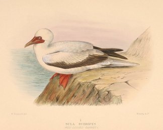 RED FOOTED BOOBY Australian