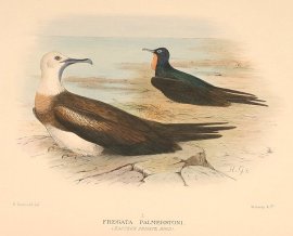 GREAT FRIGATEBIRD Australian - Mathews