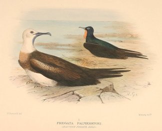 GREAT FRIGATEBIRD Australian