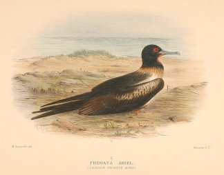 LEAST FRIGATEBIRD Australian