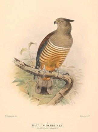 CRESTED HAWK - Antique Print Map Room