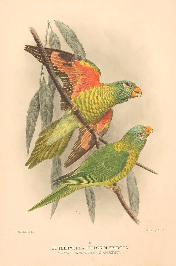 SCALY BREASTED LORIKEET - Antique Print from 1917