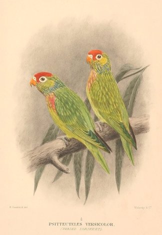VARIED LORIKEET - Antique Print Map Room