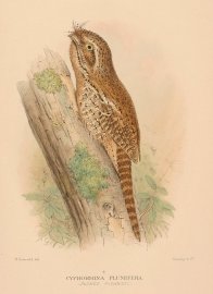 Cyphorhina Plumifera. (Plumed Podargus). Australian - Mathews