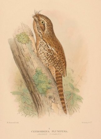 Cyphorhina Plumifera. (Plumed Podargus). Australian