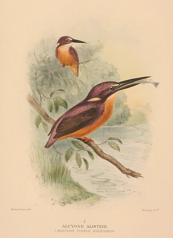 PURPLE KINGFISHER - Antique Print from 1919