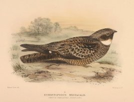 WHITE THROATED NIGHTJAR Australian - Mathews