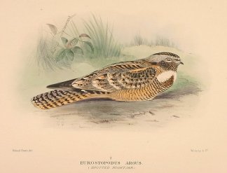 SPOTTED NIGHTJAR Australian