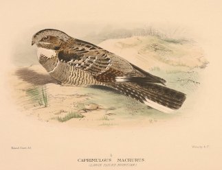 LARGE TAILED NIGHTJAR Australian