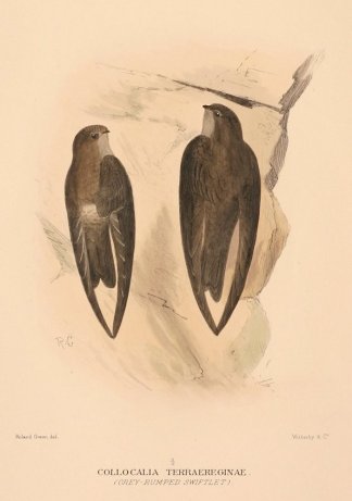 AUSTRALIAN SWIFTLET Australian