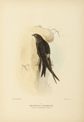 WHITE RUMPED SWIFT Australian