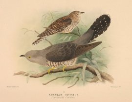 ORIENTAL CUCKOO Australian - Mathews