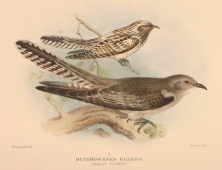 Heteroscenes pallidus. (Pallid Cuckoo) Australian