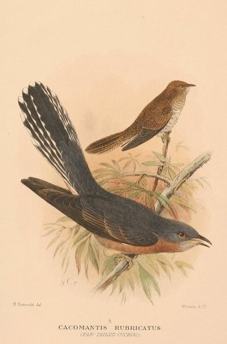 Cacomantis Rubricatus. (Fan-tailed Cucko… Australian