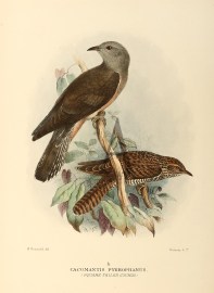 Cacomantis Pyrrophanus. (Square-tailed Cuckoo) [Fa… Australian - Mathews