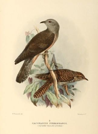 Cacomantis Pyrrophanus. (Square-tailed C… Australian