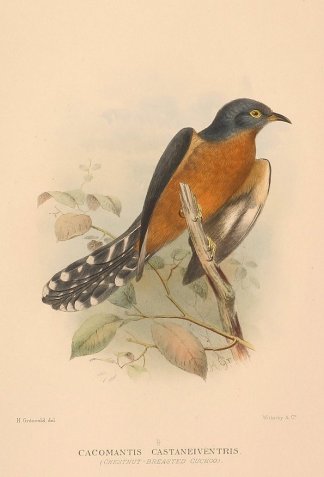 Cacomantis Castaneiventris. (Chestnut-Br… Australian