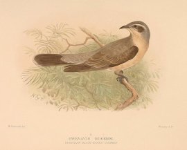 Owenavis Rogersi (Western Black-Eared Cuckoo0 Australian - Mathews
