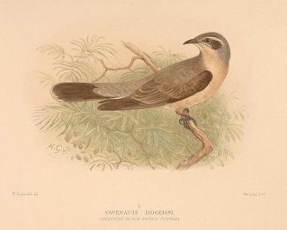 Owenavis Rogersi (Western Black-Eared Cu… Australian