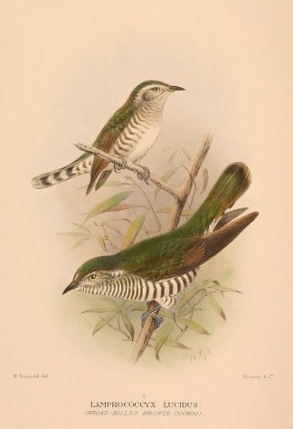 SHINING BRONZE CUCKOO Australian