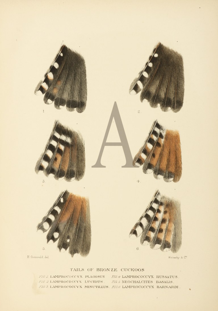 TAILS OF BRONZE CUCKOO - Antique Print Map Room