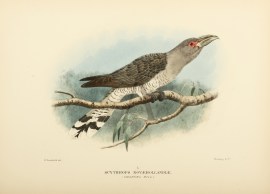 Scythrops Novaehollandiae, Channel-Bill Australian - Mathews