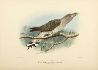 Scythrops Novaehollandiae, Channel-Bill Australian