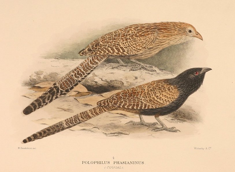 PHEASANT COUCAL - Antique Print from 1919