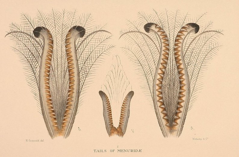 SUPERB LYREBIRD TAIL FEATHERS - Antique Print from 1919
