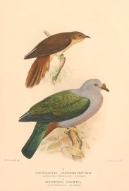 CHESTNUT BREASTED CUCKOO & PACIFIC PIGEON Australian - Mathews