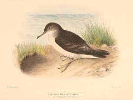 FLUTTERING SHEARWATER Australian - Mathews