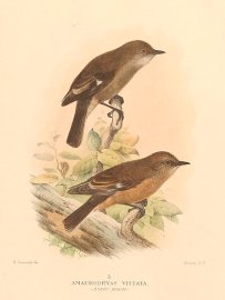 DUSKY ROBIN Australian - Mathews