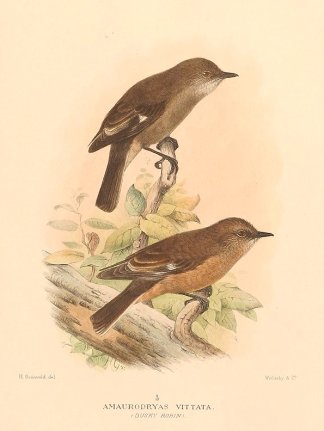 DUSKY ROBIN Australian
