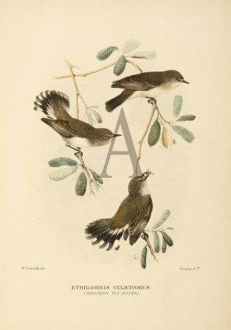 Ethelornis Culicivorus. (Western Fly-Eat… Australian