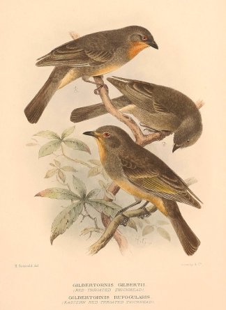 RED THROATED & EASTERN WHISTLER Australian