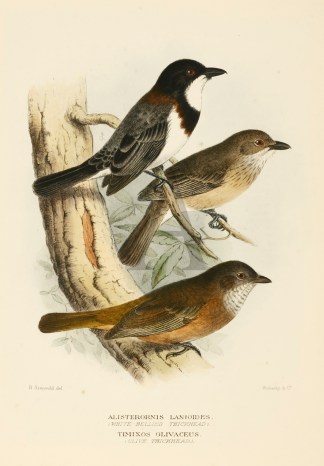 WHITE BELLIED & OLIVE WHISTLER Australian