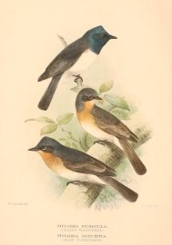Leaden Flycatcher. Blue Flycatcher Australian - Mathews