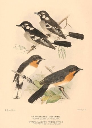 WHITE EARED & SPECTACLED MONARCH Australian