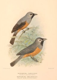 BLACK WINGED & BLACK FACED MONARCH Australian - Mathews