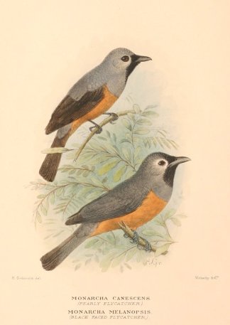 BLACK WINGED & BLACK FACED MONARCH Australian
