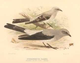 Pteropodocys Maxima (Eastern Ground Cuck… Australian