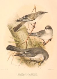 Graucalus Hypoleucus. (White-Bellied Cuckoo-Shrike… Australian - Mathews