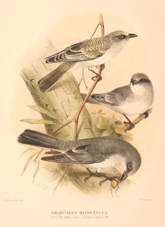 Graucalus Hypoleucus. (White-Bellied Cuc… Australian