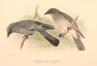 Paragraucalus lineatus. (Barred Cuckoo-s… Australian