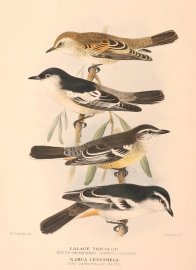 WHITE WINGED & VARIED TRILLER Australian - Mathews
